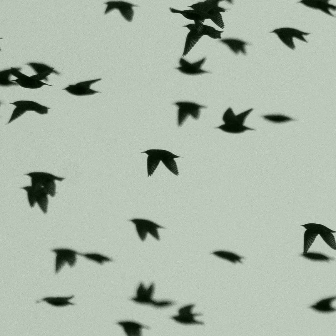 A high-contrast image shows a flock of birds in flight against a pale green gray sky. The silhouettes of the birds vary in size and position, with some out of focus, creating a sense of movement and depth.