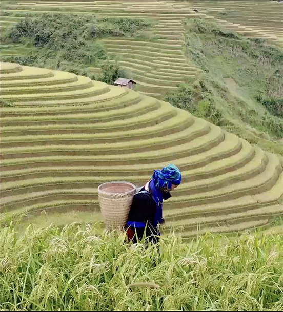 A person dressed in traditional attire is walking through green terraced rice fields, carrying a large woven basket on their back. The terraced fields stretch into the background, creating a scenic, layered landscape.