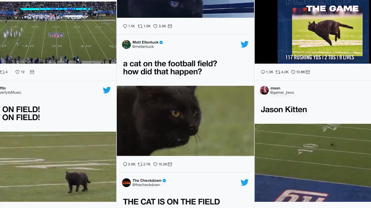 A collage of tweets and images showing a black cat on a football field. Tweets reacting to the cat include, "a cat on the football field? how did that happen?" and "THE CAT IS ON THE FIELD." Images depict the cat walking on the field near the scoreboard.